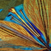 zoombloom-gold_b