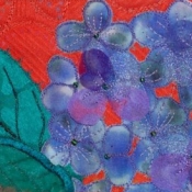 zoombloomhydrangea_b